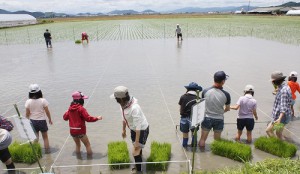 田植え